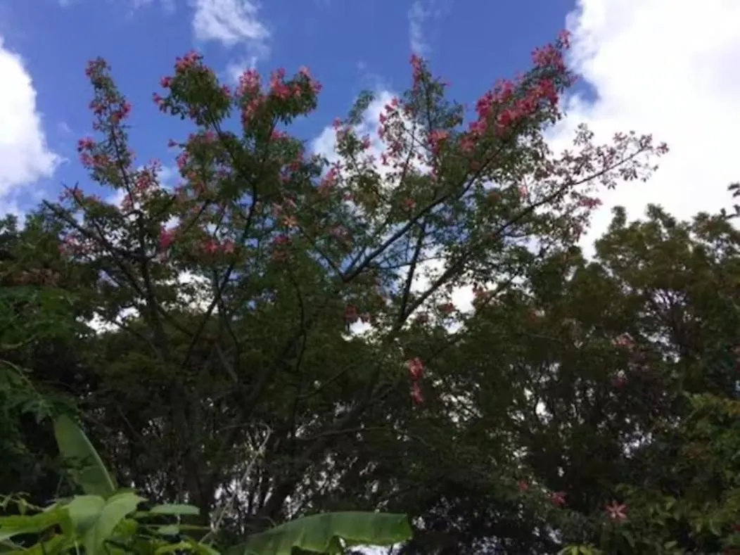 1br Historic Art Deco Charm Meets Modern Comfort- Huge Tropical Garden In Posh Coral Gables-10 Min Airport Apartmán *
