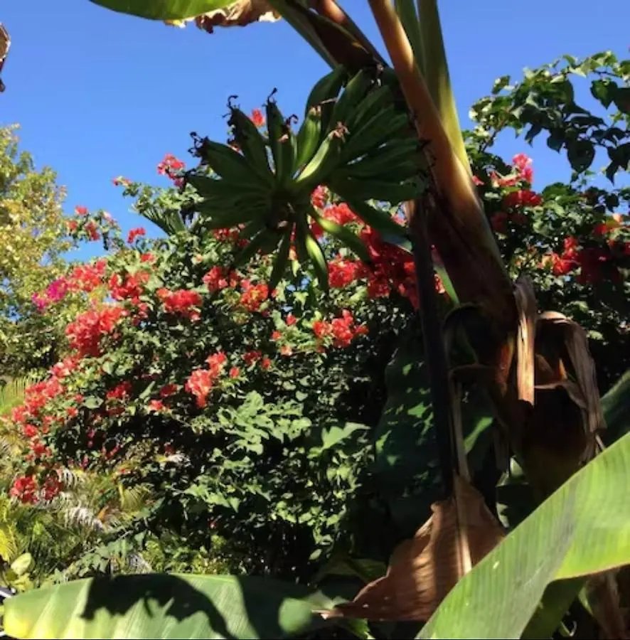1br Historic Art Deco Charm Meets Modern Comfort- Huge Tropical Garden In Posh Coral Gables-10 Min Airport Apartmán Miami