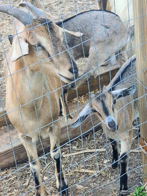 Villa Angels Village & Mini-zoo *