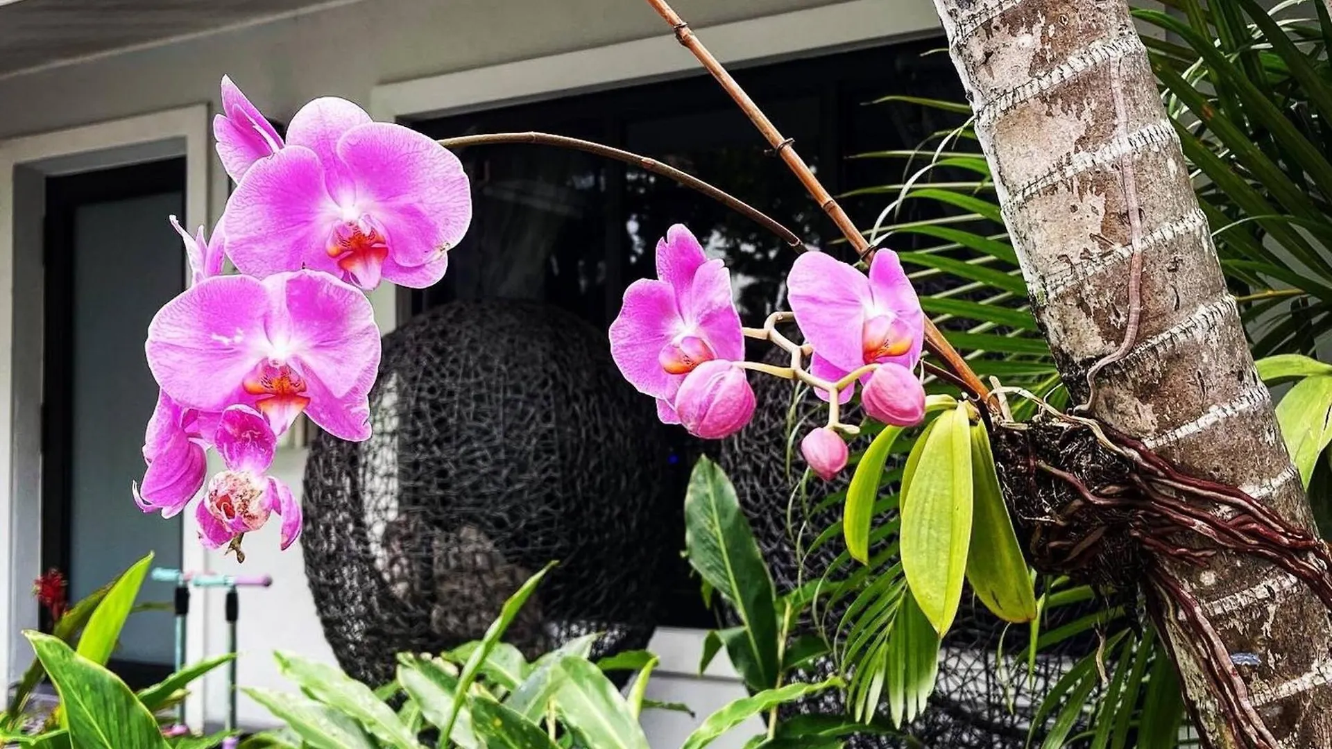 Experience Magic: Tropical Pool Escape Miami