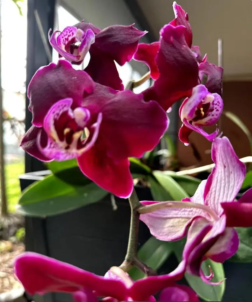 Tropical Oasis Shared Male B5 شقة *
