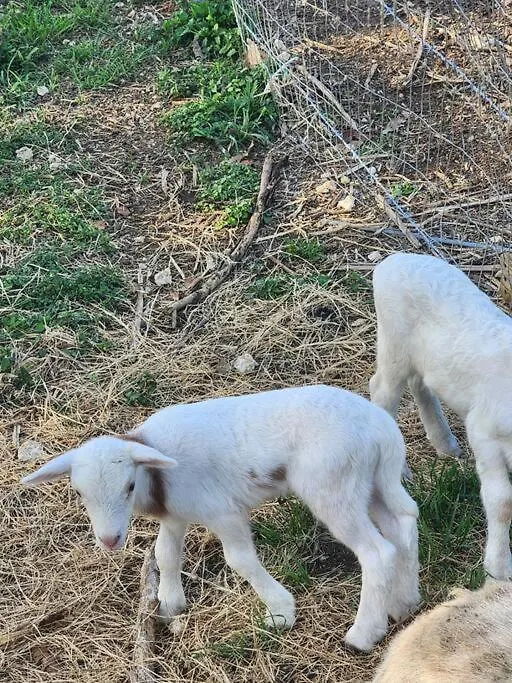 Vila Angels Village & Mini-zoo